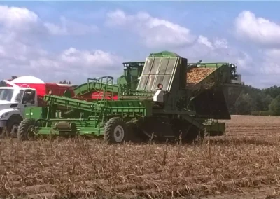 Potato Harvest