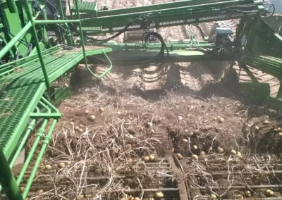 Potato Harvest