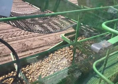 Potato Harvest